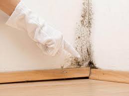 Mold Documentation for Insurance Claims in Logan, IA